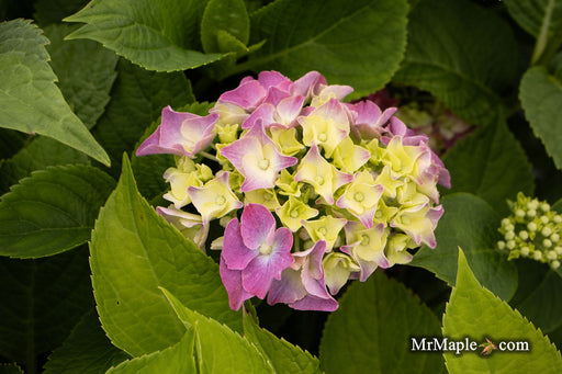 - Hydrangea macrophylla 'Let's Dance Big Band' Multicolor Blooms Hydrangea - Mr Maple │ Buy Japanese Maple Trees