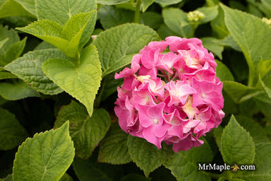 - Hydrangea macrophylla 'Let's Dance Big Band' Multicolor Blooms Hydrangea - Mr Maple │ Buy Japanese Maple Trees