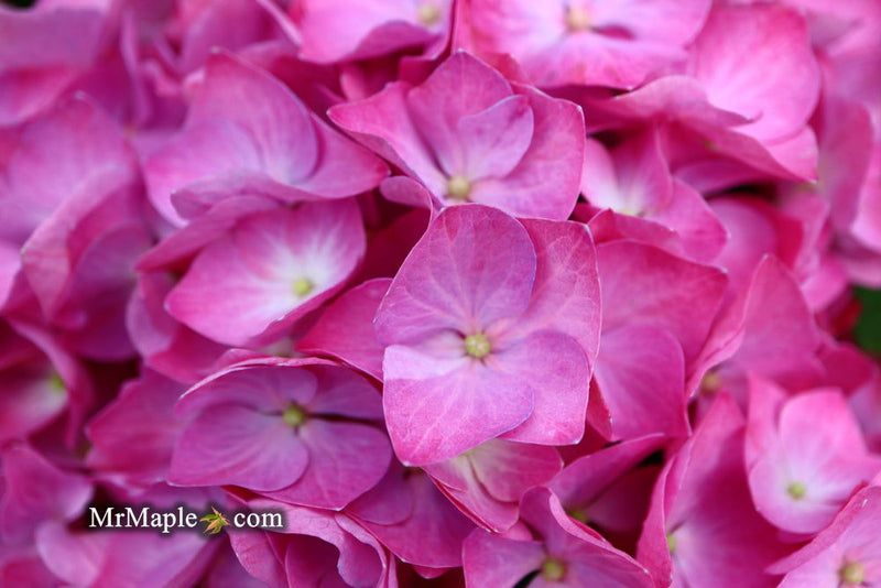 - Hydrangea macrophylla 'Lime Lovebird’ Hydrangea - Mr Maple │ Buy Japanese Maple Trees