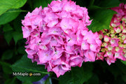 - Hydrangea macrophylla 'Lime Lovebird’ Hydrangea - Mr Maple │ Buy Japanese Maple Trees