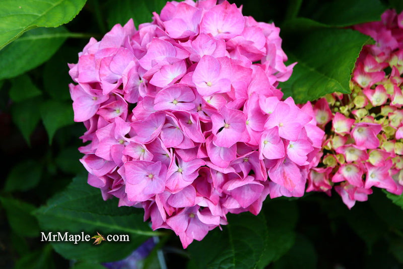 - Hydrangea macrophylla 'Lime Lovebird’ Hydrangea - Mr Maple │ Buy Japanese Maple Trees