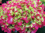 - Hydrangea macrophylla 'Lime Lovebird’ Hydrangea - Mr Maple │ Buy Japanese Maple Trees