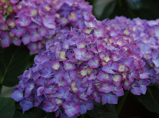 - Hydrangea macrophylla 'Lime Lovebird’ Hydrangea - Mr Maple │ Buy Japanese Maple Trees
