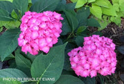 - Hydrangea macrophylla 'Lime Lovebird’ Hydrangea - Mr Maple │ Buy Japanese Maple Trees