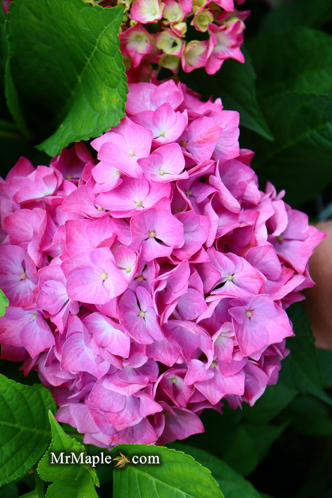 - Hydrangea macrophylla 'Lime Lovebird’ Hydrangea - Mr Maple │ Buy Japanese Maple Trees