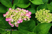 - Hydrangea macrophylla 'Lime Lovebird’ Hydrangea - Mr Maple │ Buy Japanese Maple Trees