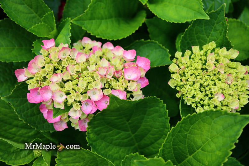 - Hydrangea macrophylla 'Lime Lovebird’ Hydrangea - Mr Maple │ Buy Japanese Maple Trees