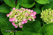 - Hydrangea macrophylla 'Lime Lovebird’ Hydrangea - Mr Maple │ Buy Japanese Maple Trees