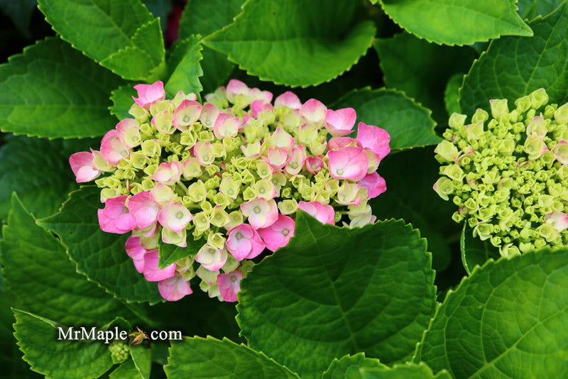 - Hydrangea macrophylla 'Lime Lovebird’ Hydrangea - Mr Maple │ Buy Japanese Maple Trees