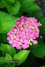 - Hydrangea macrophylla 'Lime Lovebird’ Hydrangea - Mr Maple │ Buy Japanese Maple Trees