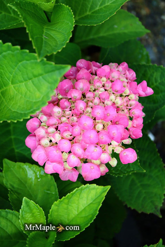 Maple Hydrangea Buy Hydrangea macrophylla 'SAXREB13' LIME LOVEBIRD® Hydrangea — Mr ...
