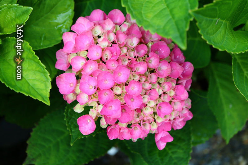 - Hydrangea macrophylla 'Lime Lovebird’ Hydrangea - Mr Maple │ Buy Japanese Maple Trees
