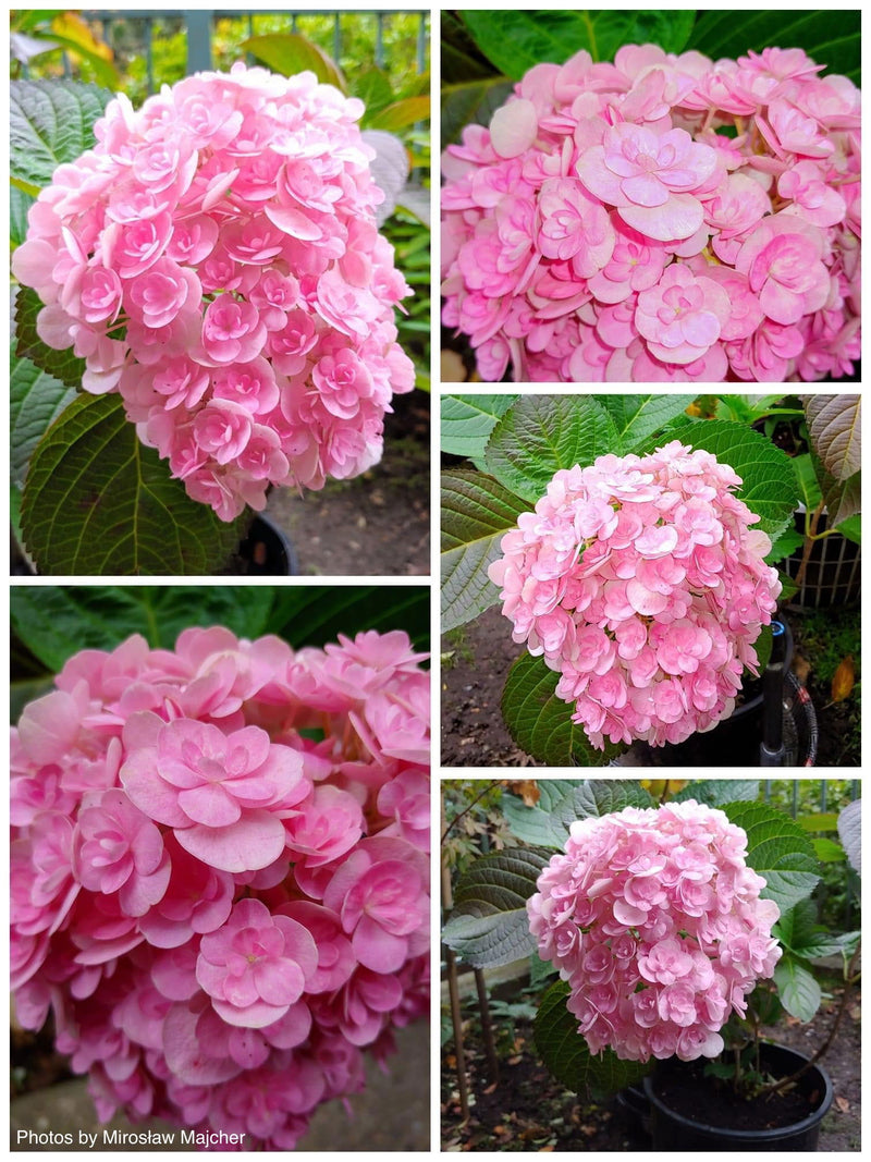 - Hydrangea macrophylla ‘Love’ Double Bloom Hydrangea - Mr Maple │ Buy Japanese Maple Trees