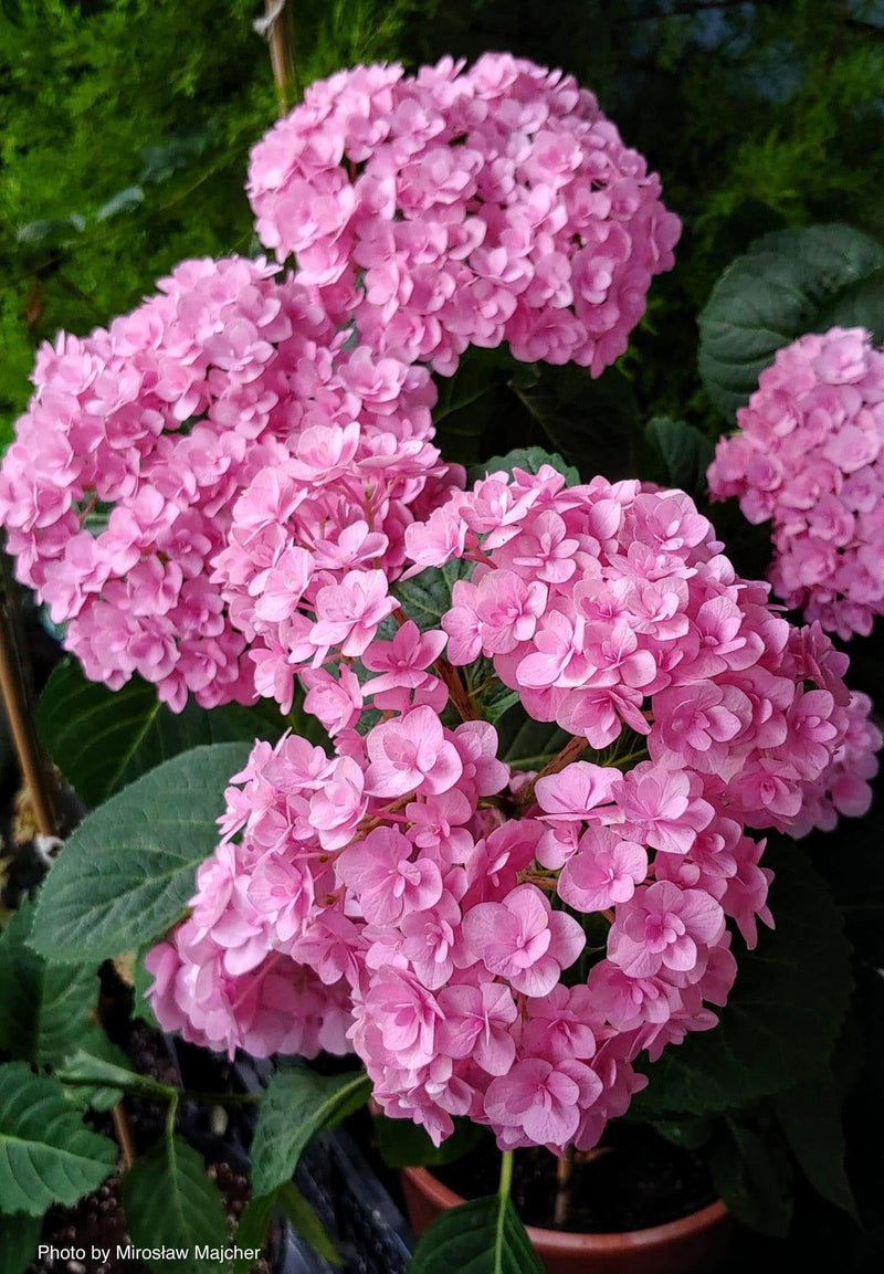 - Hydrangea macrophylla ‘Love’ Double Bloom Hydrangea - Mr Maple │ Buy Japanese Maple Trees