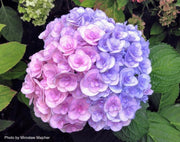 - Hydrangea macrophylla ‘Love’ Double Bloom Hydrangea - Mr Maple │ Buy Japanese Maple Trees