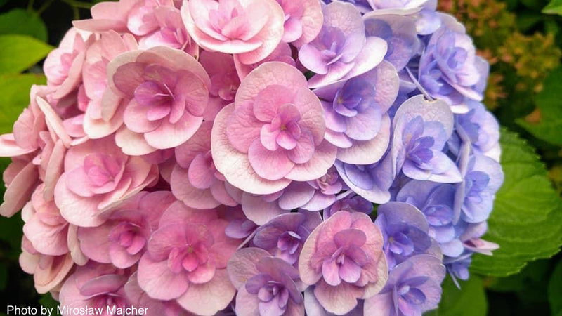 - Hydrangea macrophylla ‘Love’ Double Bloom Hydrangea - Mr Maple │ Buy Japanese Maple Trees