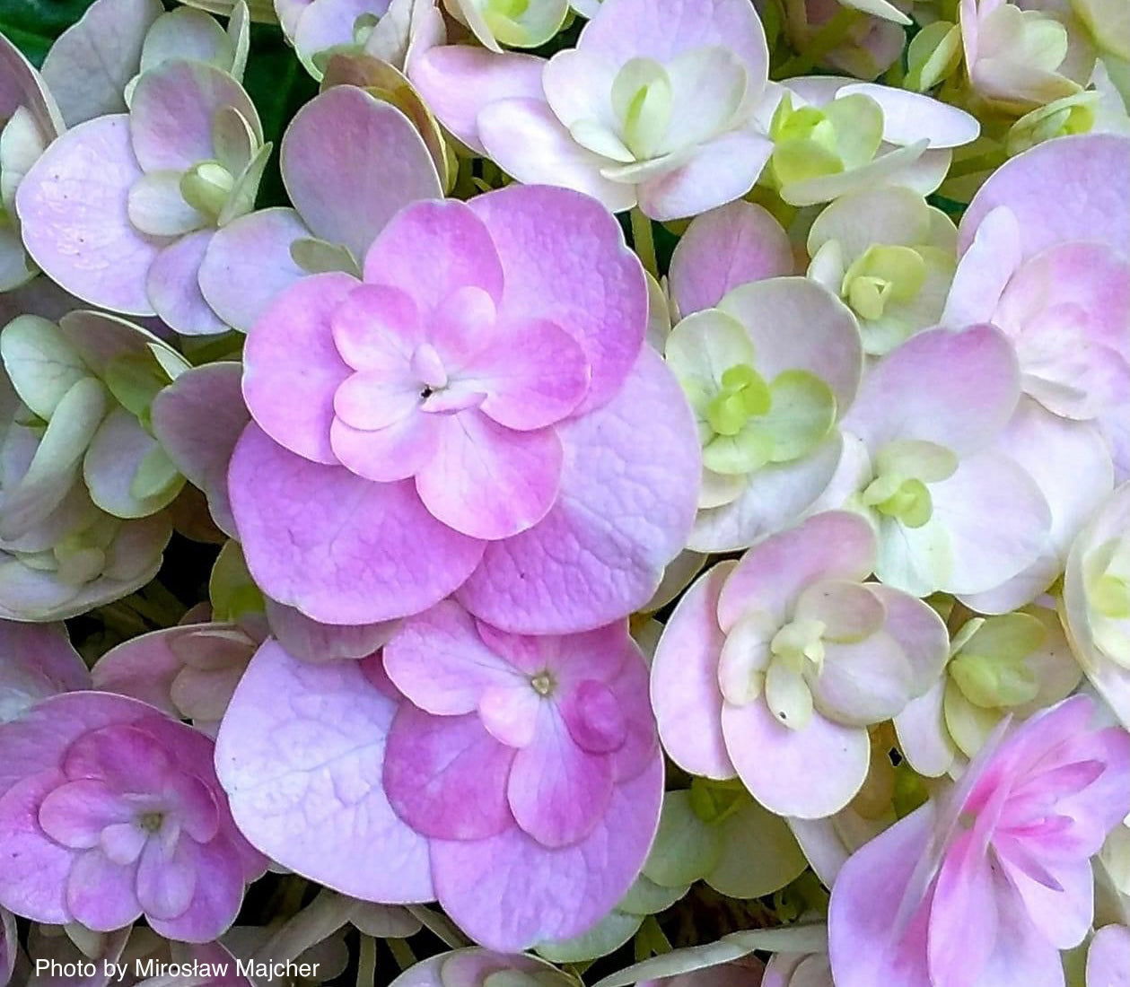 Buy Hydrangea macrophylla 'Love' Double Bloom Hydrangea — Mr Maple