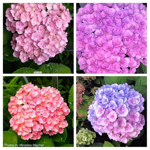 - Hydrangea macrophylla ‘Love’ Double Bloom Hydrangea - Mr Maple │ Buy Japanese Maple Trees