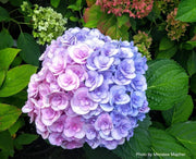 - Hydrangea macrophylla ‘Love’ Double Bloom Hydrangea - Mr Maple │ Buy Japanese Maple Trees