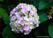 - Hydrangea macrophylla ‘Love’ Double Bloom Hydrangea - Mr Maple │ Buy Japanese Maple Trees