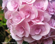 - Hydrangea macrophylla ‘Love’ Double Bloom Hydrangea - Mr Maple │ Buy Japanese Maple Trees