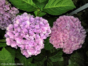 - Hydrangea macrophylla ‘Love’ Double Bloom Hydrangea - Mr Maple │ Buy Japanese Maple Trees