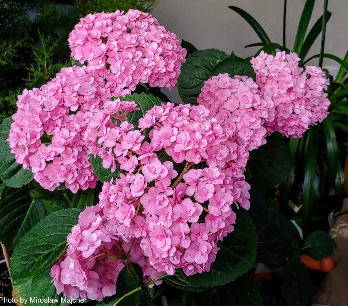 Buy Hydrangea macrophylla ‘Love’ Double Bloom Hydrangea — Mr Maple ...