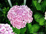- Hydrangea macrophylla ‘Love’ Double Bloom Hydrangea - Mr Maple │ Buy Japanese Maple Trees