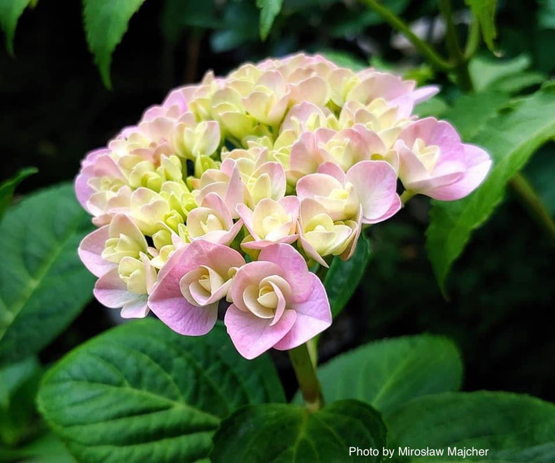 - Hydrangea macrophylla ‘Love’ Double Bloom Hydrangea - Mr Maple │ Buy Japanese Maple Trees