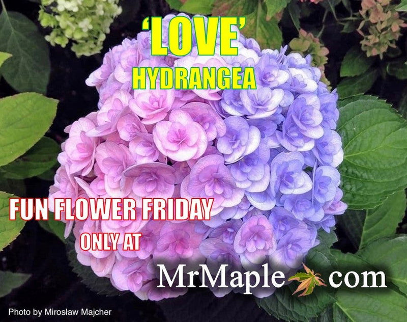- Hydrangea macrophylla ‘Love’ Double Bloom Hydrangea - Mr Maple │ Buy Japanese Maple Trees