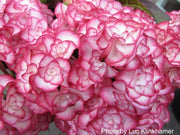 - Hydrangea macrophylla 'Miss Saori' Dark Foliage Hydrangea - Mr Maple │ Buy Japanese Maple Trees