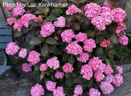 - Hydrangea macrophylla 'Miss Saori' Dark Foliage Hydrangea - Mr Maple │ Buy Japanese Maple Trees