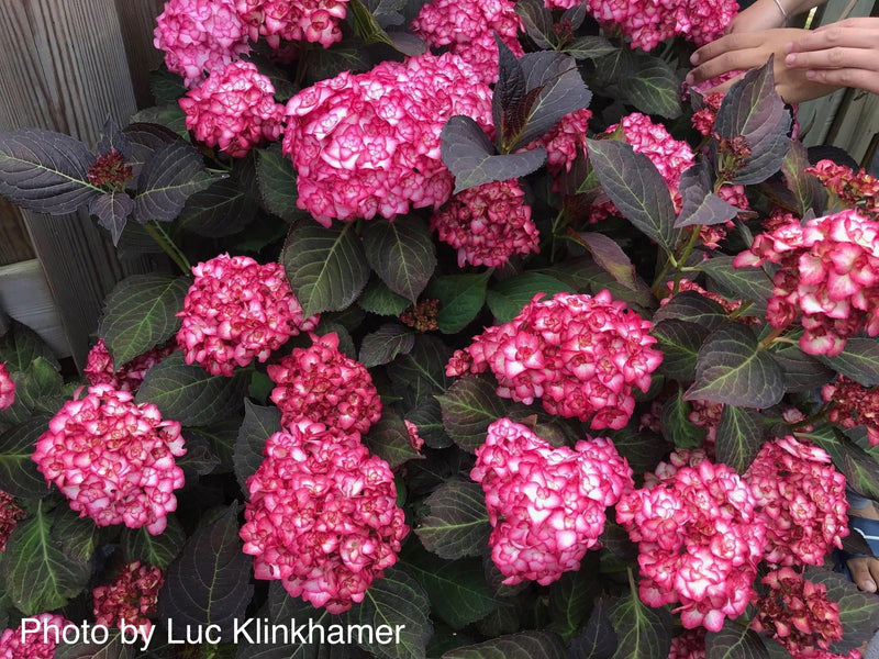 - Hydrangea macrophylla 'Miss Saori' Dark Foliage Hydrangea - Mr Maple │ Buy Japanese Maple Trees