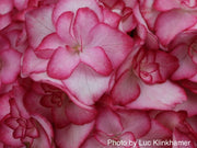 - Hydrangea macrophylla 'Miss Saori' Dark Foliage Hydrangea - Mr Maple │ Buy Japanese Maple Trees