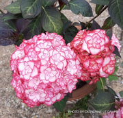 - Hydrangea macrophylla 'Miss Saori' Dark Foliage Hydrangea - Mr Maple │ Buy Japanese Maple Trees