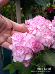 - Hydrangea macrophylla 'Miss Saori' Dark Foliage Hydrangea - Mr Maple │ Buy Japanese Maple Trees