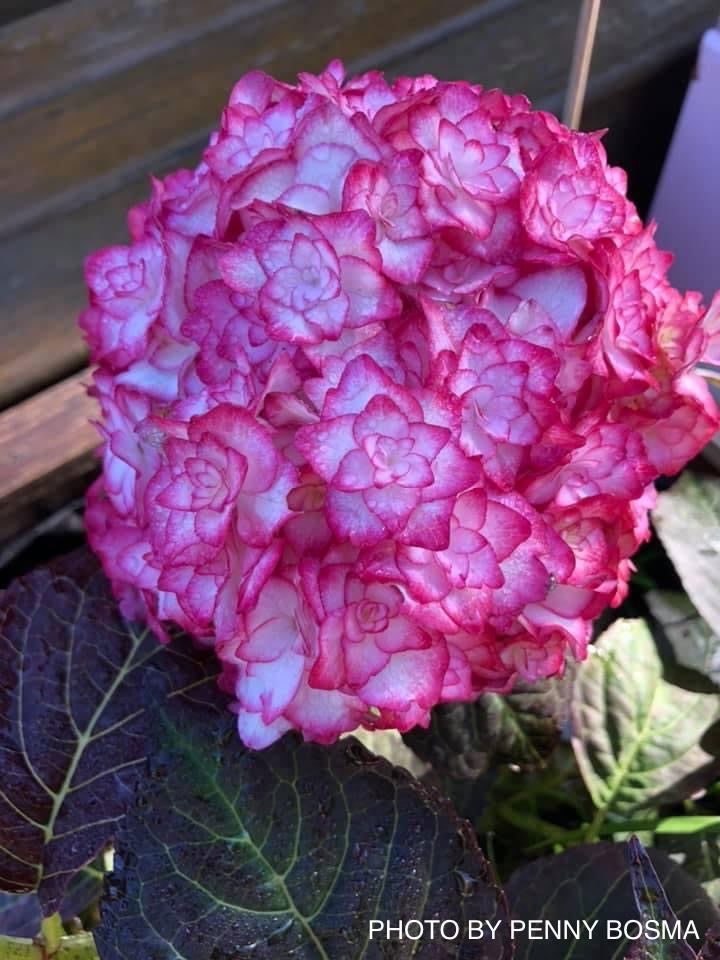- Hydrangea macrophylla 'Miss Saori' Dark Foliage Hydrangea - Mr Maple │ Buy Japanese Maple Trees