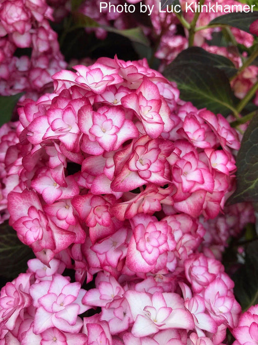 - Hydrangea macrophylla 'Miss Saori' Dark Foliage Hydrangea - Mr Maple │ Buy Japanese Maple Trees