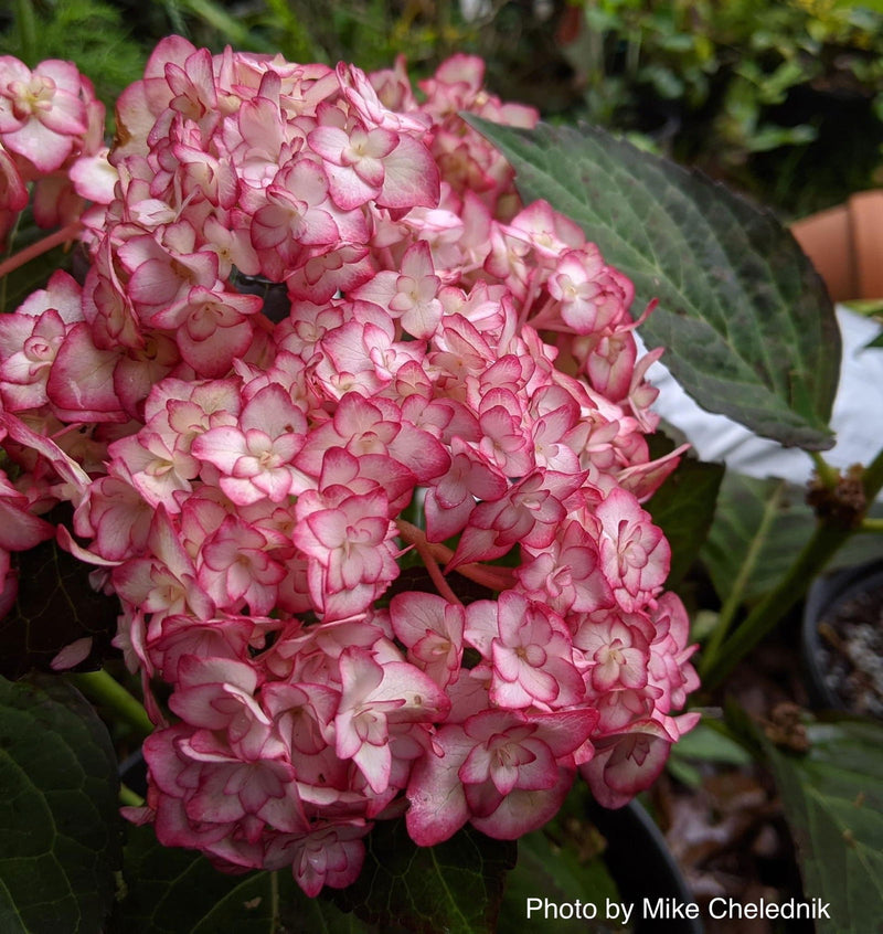- Hydrangea macrophylla 'Miss Saori' Dark Foliage Hydrangea - Mr Maple │ Buy Japanese Maple Trees