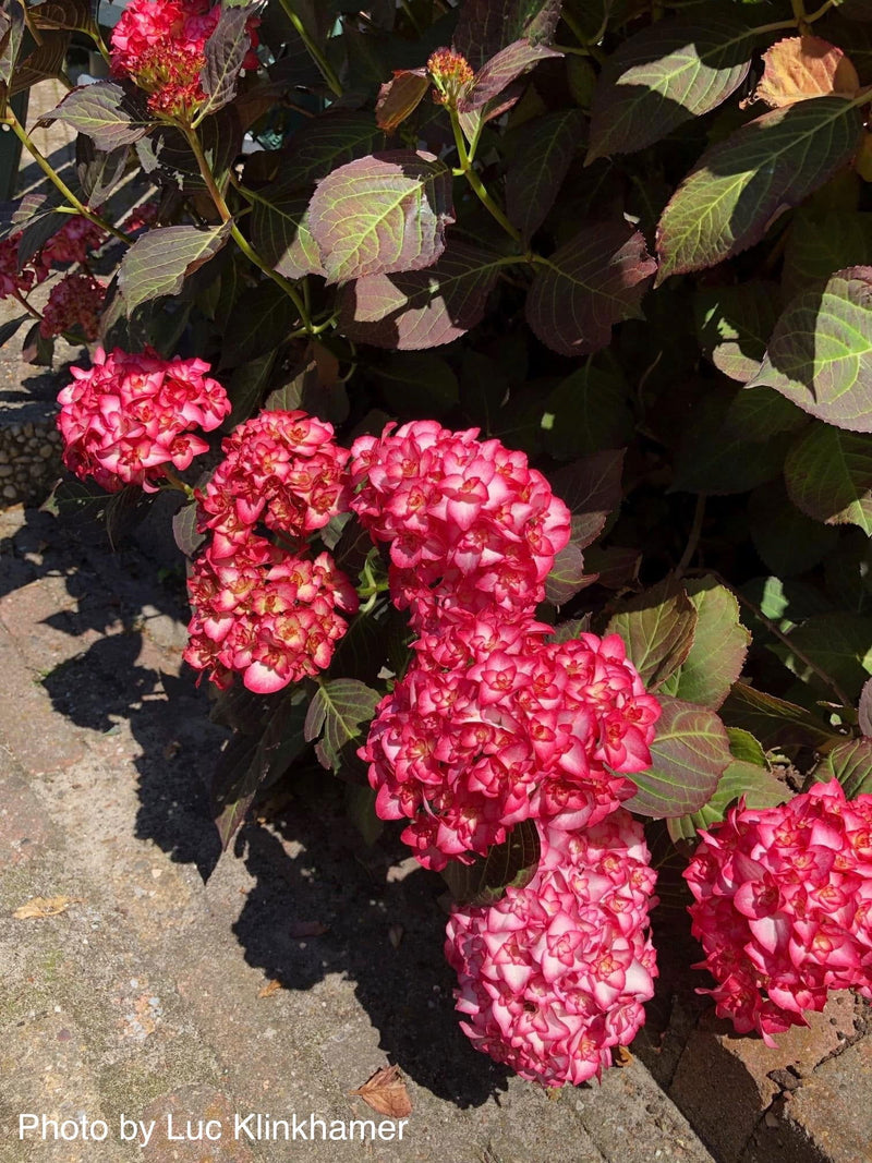 - Hydrangea macrophylla 'Miss Saori' Dark Foliage Hydrangea - Mr Maple │ Buy Japanese Maple Trees