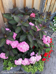 - Hydrangea macrophylla 'Miss Saori' Dark Foliage Hydrangea - Mr Maple │ Buy Japanese Maple Trees