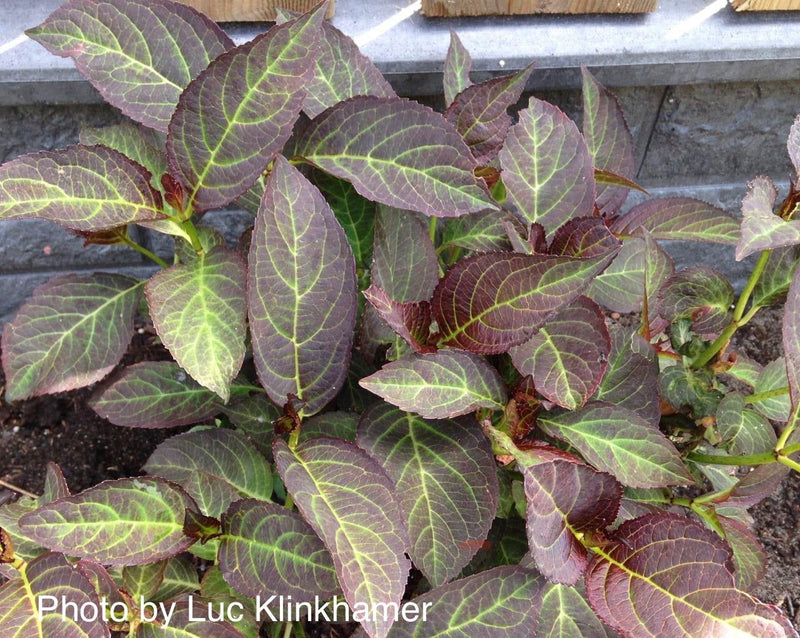 - Hydrangea macrophylla 'Miss Saori' Dark Foliage Hydrangea - Mr Maple │ Buy Japanese Maple Trees