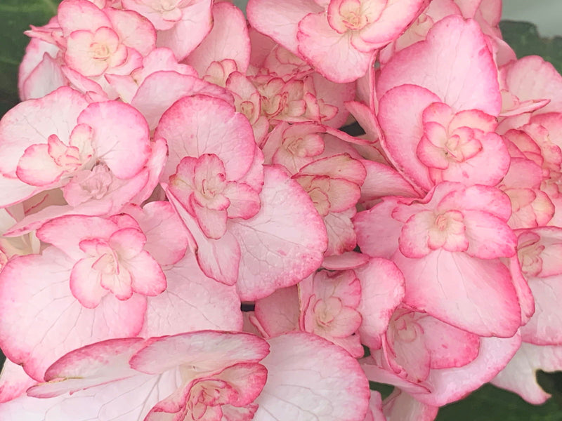 - Hydrangea macrophylla 'Miss Saori' Dark Foliage Hydrangea - Mr Maple │ Buy Japanese Maple Trees