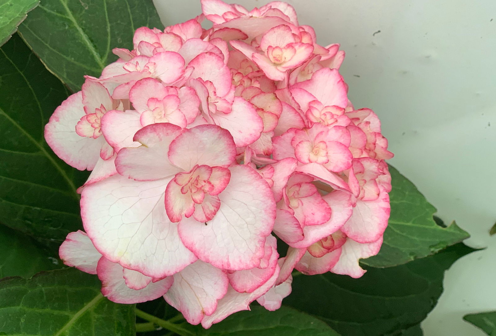 (再販)Ｓ～Ｍ／秘密の花園に咲く可憐なピンク薔薇が可愛いアイボリー娘役レオタード Buy Hydrangea macrophylla 'Miss Saori' Dark Foliage Hydrangea — Mr