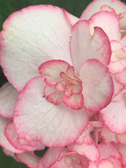 - Hydrangea macrophylla 'Miss Saori' Dark Foliage Hydrangea - Mr Maple │ Buy Japanese Maple Trees