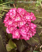 - Hydrangea macrophylla 'Miss Saori' Dark Foliage Hydrangea - Mr Maple │ Buy Japanese Maple Trees