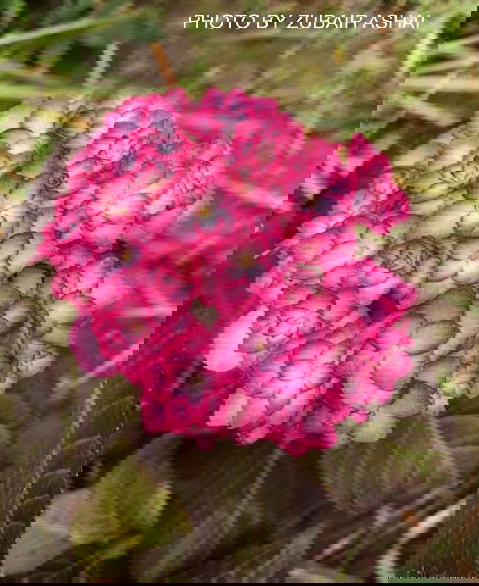 - Hydrangea macrophylla 'Miss Saori' Dark Foliage Hydrangea - Mr Maple │ Buy Japanese Maple Trees