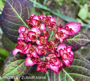 - Hydrangea macrophylla 'Miss Saori' Dark Foliage Hydrangea - Mr Maple │ Buy Japanese Maple Trees
