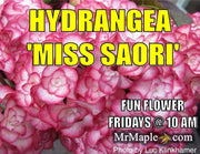 - Hydrangea macrophylla 'Miss Saori' Dark Foliage Hydrangea - Mr Maple │ Buy Japanese Maple Trees