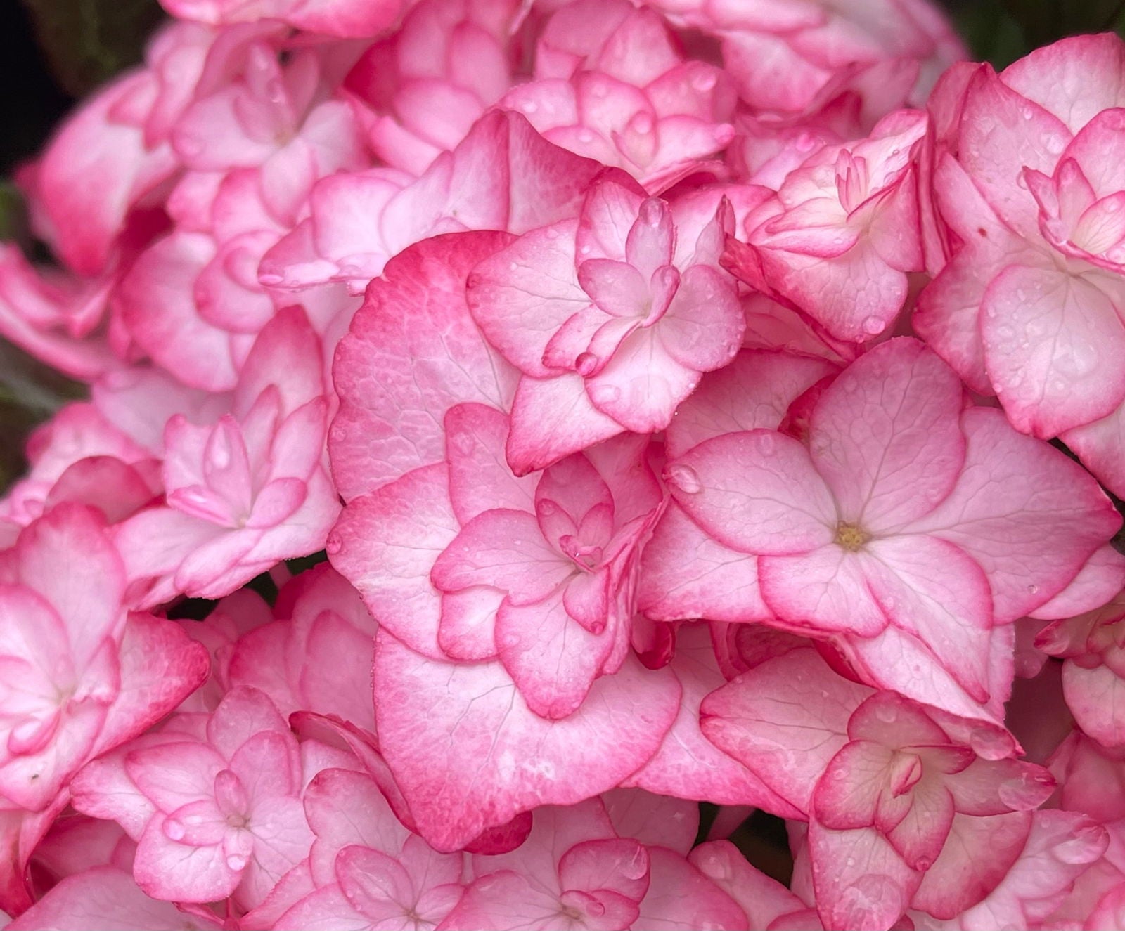 Buy Hydrangea macrophylla 'Miss Saori' Dark Foliage Hydrangea — Mr